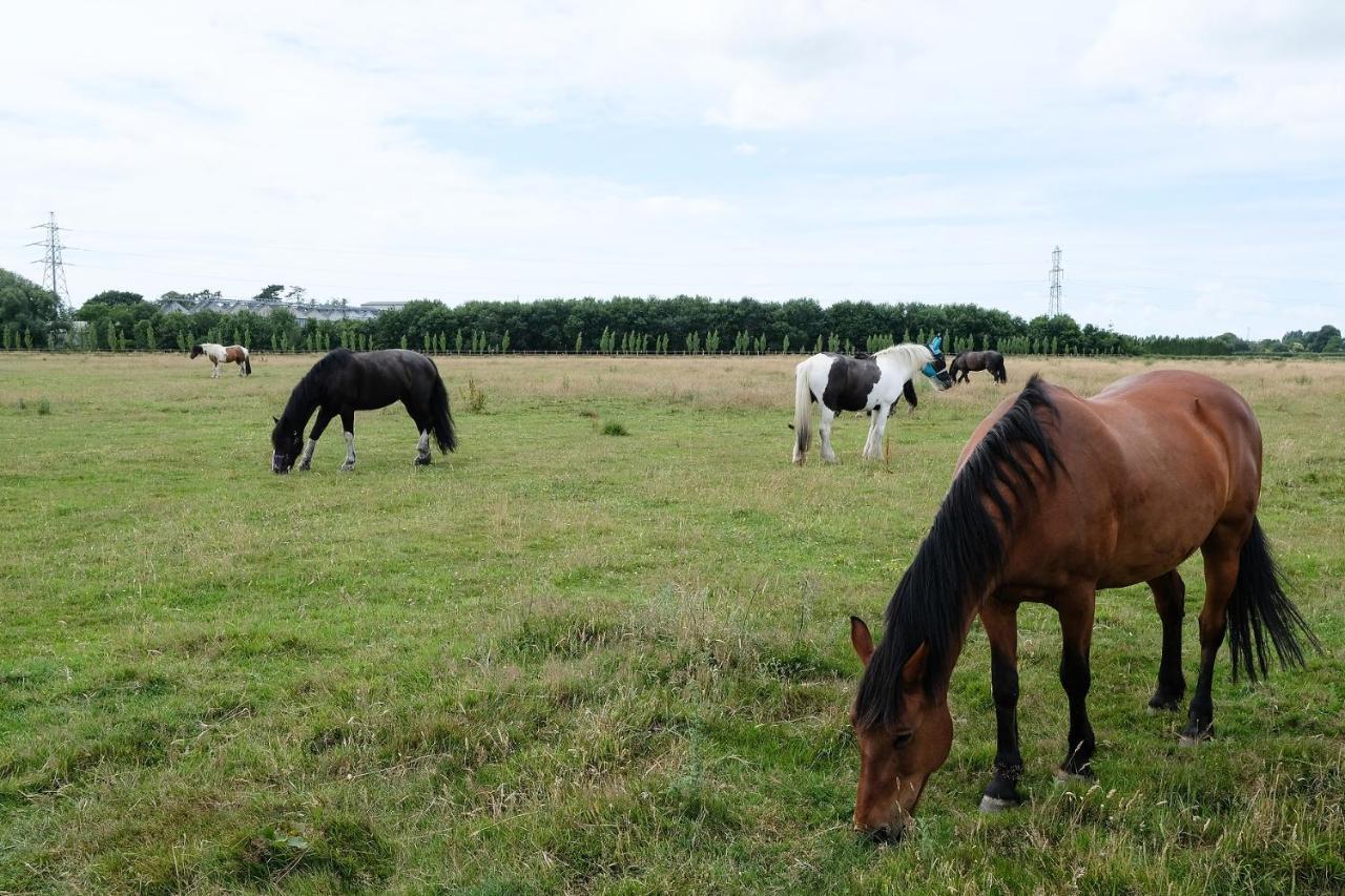 Willowbrook Riding Centre Bed & Breakfast Chichester Exterior photo